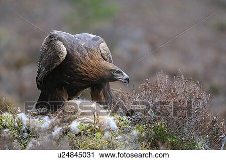 Scotland Highland Dinnet A Golden Eagle Aquila