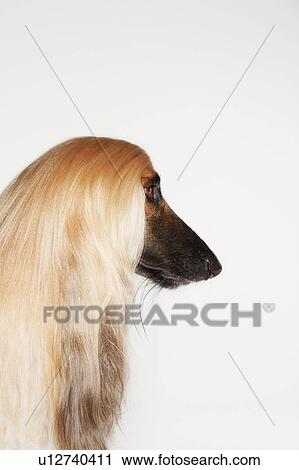 Stock Image - Afghan hound, close-up, profile. Fotosearch