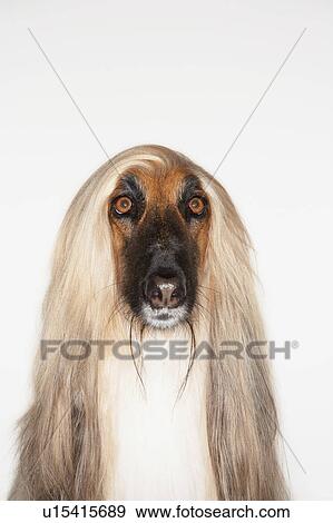 Afghan hound, close-up View Large Photo Image Stock Photo - Afghan hound, close-up. Fotosearch