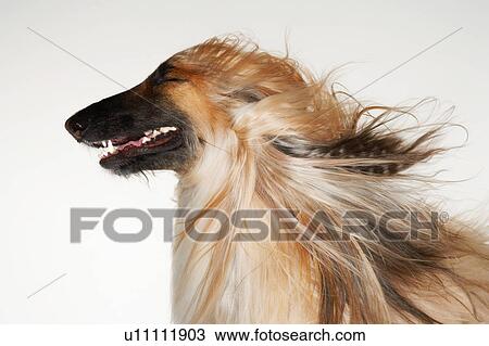 Stock Image - Afghan hound, eyes closed, windblown fur, close-up, profile. Fotosearch
