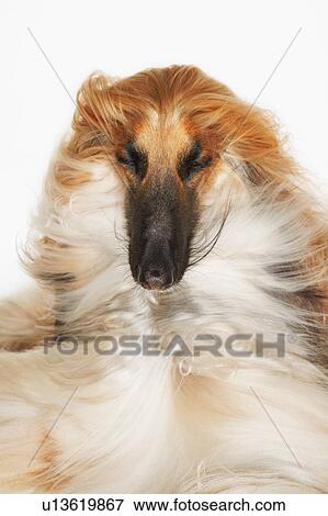 Afghan hound, eyes closed, windblown fur, close-up View Large Photo Image Stock Photo - Afghan hound, eyes closed, windblown fur, close-up. Fotosearch