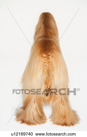 Afghan hound, standing, back view View Large Photo Image Stock Image - Afghan hound, standing, back view. Fotosearch