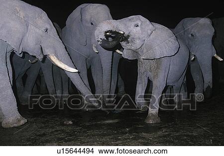 Picture - African Elephants (Loxodonta Africana) in mud at night. Fotosearch