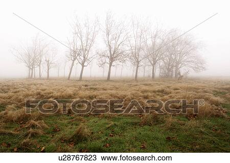 Stock Image - Bare trees and field on foggy day. Fotosearch