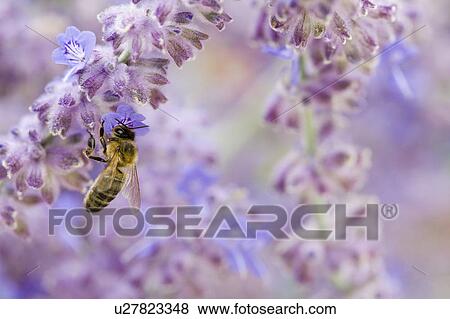 Stock Photo - Bee on purple flower. Fotosearch