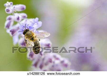 Stock Photograph - Bee on purple flower. Fotosearch