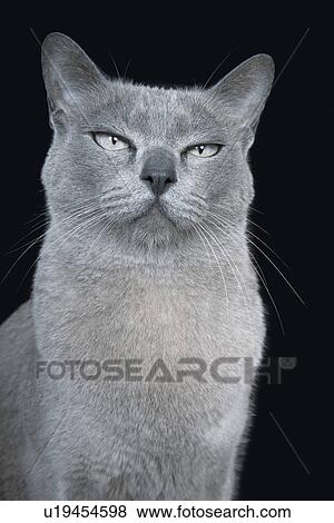 Stock Photo - Blue Burmese cat, close-up. Fotosearch