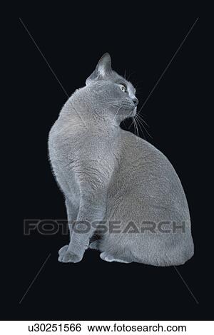 Stock Photograph - Blue Burmese cat looking on side. Fotosearch
