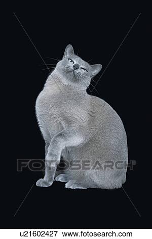 Blue Burmese cat sitting, raising paw View Large Photo Image Stock Photo - Blue Burmese cat sitting, raising paw. Fotosearch