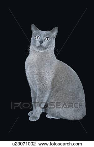 Stock Image - Blue Burmese cat sitting. Fotosearch