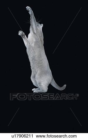 Blue Burmese cat standing on hind legs View Large Photo Image Stock Image - Blue Burmese cat standing on hind legs. Fotosearch