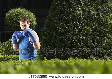 Boxer standing in park, portrait View Large Photo Image Stock Image - Boxer standing in park, portrait. Fotosearch