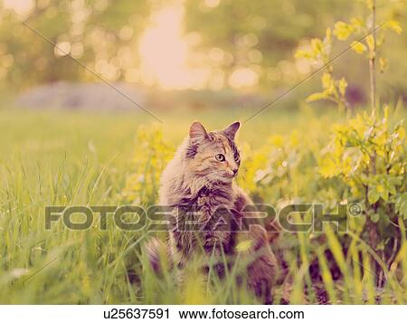 Cat sitting in grass View Large Photo Image Stock Image - Cat sitting in grass. Fotosearch
