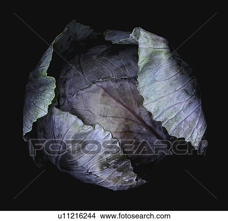 Close-up of purple cabbage, studio shot View Large Photo Image Picture - Close-up of purple cabbage, studio shot. Fotosearch
