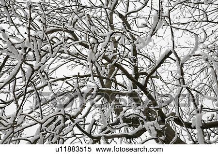 Close-up of snow covered tree branches View Large Photo Image Stock Photography - Close-up of snow covered tree branches. Fotosearch