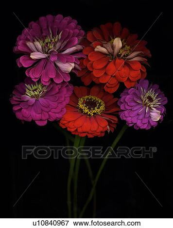 Stock Photo - Close-up of zinnia flowers, studio show. Fotosearch