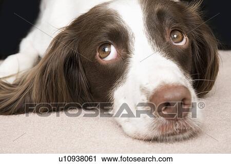 Stock Image - English Springer Spaniel, close-up. Fotosearch