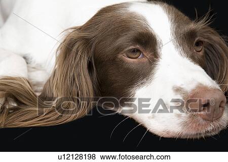 Stock Photo - English Springer Spaniel, close-up. Fotosearch
