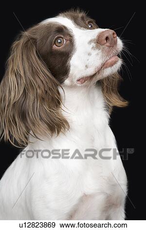 English Springer Spaniel, close-up View Large Photo Image Stock Photo - English Springer Spaniel, close-up. Fotosearch