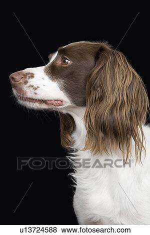 English Springer Spaniel, close-up View Large Photo Image Stock Photo - English Springer Spaniel, close-up. Fotosearch