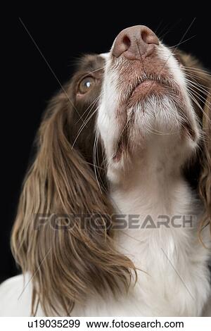 English Springer Spaniel, close-up View Large Photo Image Stock Photo - English Springer Spaniel, close-up. Fotosearch