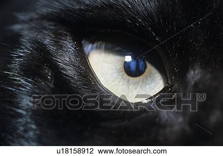 Eye of black wolf, close-up View Large Photo Image Stock Image - Eye of black wolf, close-up. Fotosearch