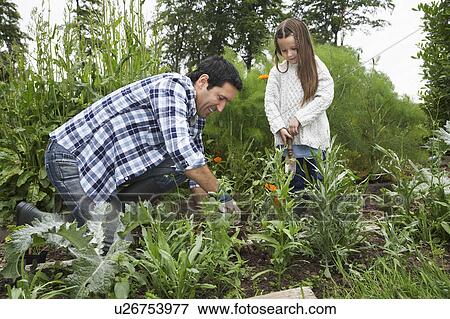 Father and daughter (5-6) gardening View Large Photo Image Stock Photo - Father and daughter (5-6) gardening. Fotosearch