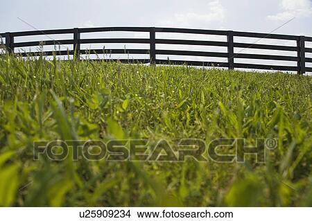 Picture - Fence in a grassy field. Fotosearch