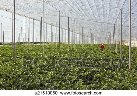Stock Image - Field of crops protected by covered roofing, Murcia, Spain. Fotosearch