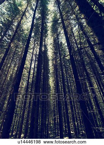Forest View Large Photo Image Stock Photo - Forest. Fotosearch