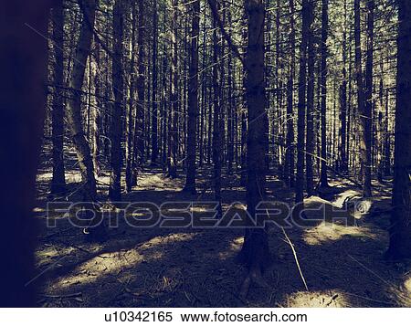 Stock Photography - Forest. Fotosearch