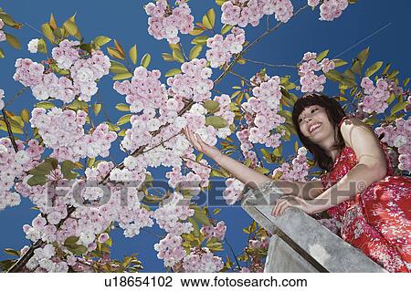 Girl on Ladder Under Blooming Cherry Tree View Large Photo Image Stock Image - Girl on Ladder Under Blooming Cherry Tree. Fotosearch