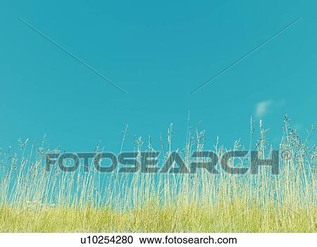 Grass and blue sky View Large Photo Image Stock Image - Grass and blue sky. Fotosearch