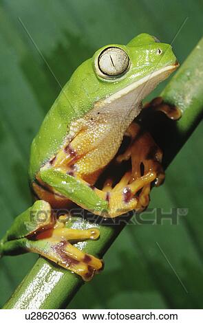 Green tree frog on stem, close-up View Large Photo Image Stock Image - Green tree frog on stem, close-up. Fotosearch