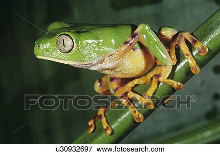 Green tree frog on stem, close-up View Large Photo Image Stock Photo - Green tree frog on stem, close-up. Fotosearch
