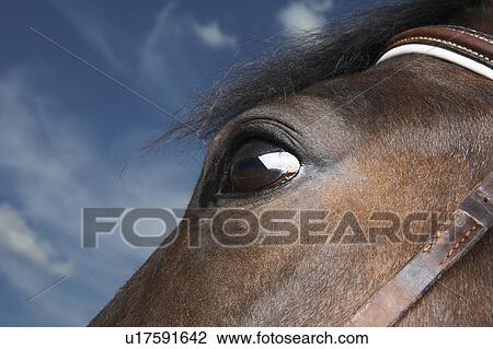 Horse's Eye View Large Photo Image Stock Image - Horse's Eye. Fotosearch