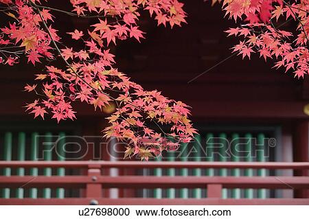 Stock Image - Japan, Nikko, Rinnoji Temple, Maple tree in Fall colors, close-up. Fotosearch