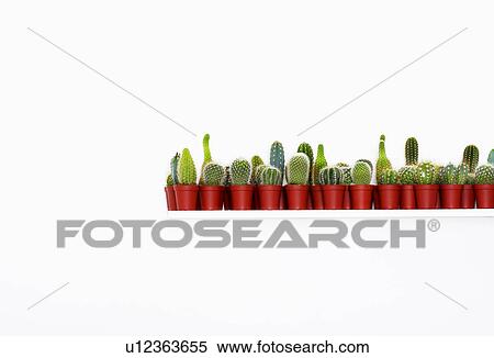 Stock Photography - Large group of cactuses in red pots, white background. Fotosearch
