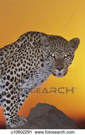 Stock Image - Leopard (Panthera Pardus) standing on rock at sunset. Fotosearch