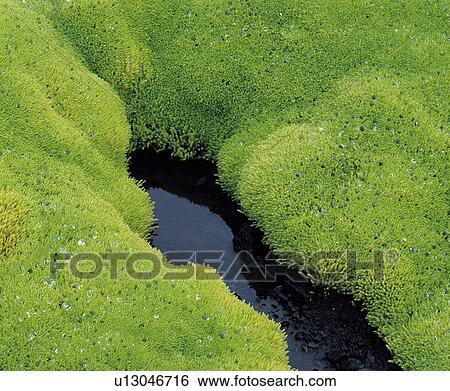 Lush moss and still water View Large Photo Image Stock Photograph - Lush moss and still water. Fotosearch