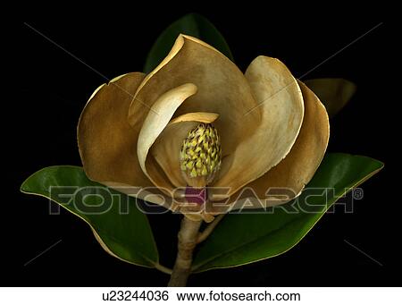 Stock Photograph - Magnolia flower cross section, studio shot. Fotosearch