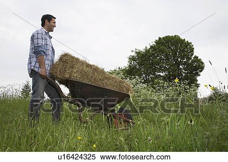 Man transporting hay in wheelbarrow in field View Large Photo Image Stock Photography - Man transporting hay in wheelbarrow in field. Fotosearch