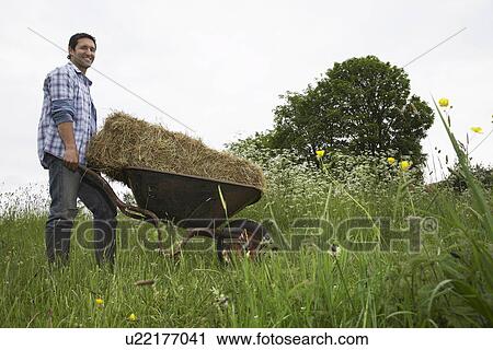 Man transporting hay on wheelbarrow in field View Large Photo Image Stock Image - Man transporting hay on wheelbarrow in field. Fotosearch