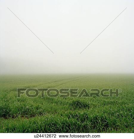 Stock Image - Misty field. Fotosearch