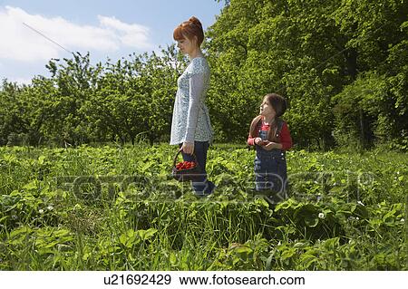 Mother and daughter (5-6) in strawberry field View Large Photo Image Stock Photo - Mother and daughter (5-6) in strawberry field. Fotosearch