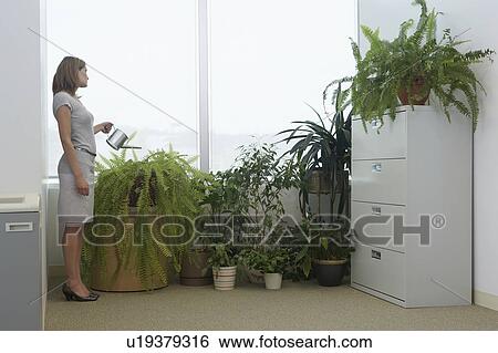 Stock Photograph - Office worker watering potted plants by office window, side view. Fotosearch