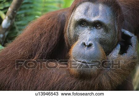 Stock Image - Orangutan scratching face, close-up. Fotosearch