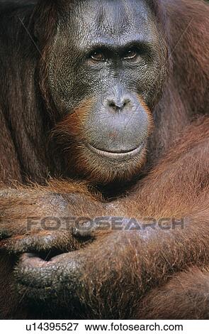 Orangutans embracing, close-up View Large Photo Image Stock Photo - Orangutans embracing, close-up. Fotosearch