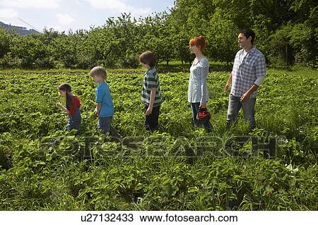 Stock Image - Parents and children (5-9) in a row in strawberry field. Fotosearch