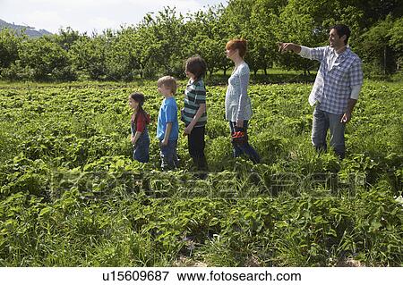 Stock Photo - Parents and children (5-9) in a row in strawberry field, father pointing. Fotosearch
